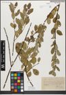 Foto von Salix myrsinifolia Salisb.
